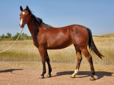 Top Gun Hawthorn JW<BR>AQHA 6096631